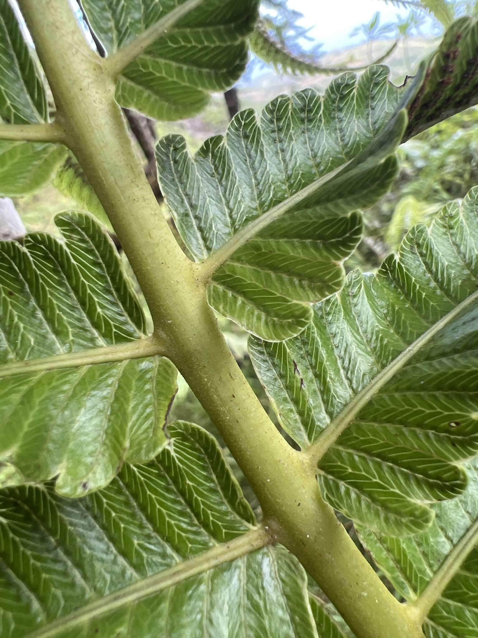 Image of Menisciopsis cyatheoides (Kaulf.) S. E. Fawc. & A. R. Sm.