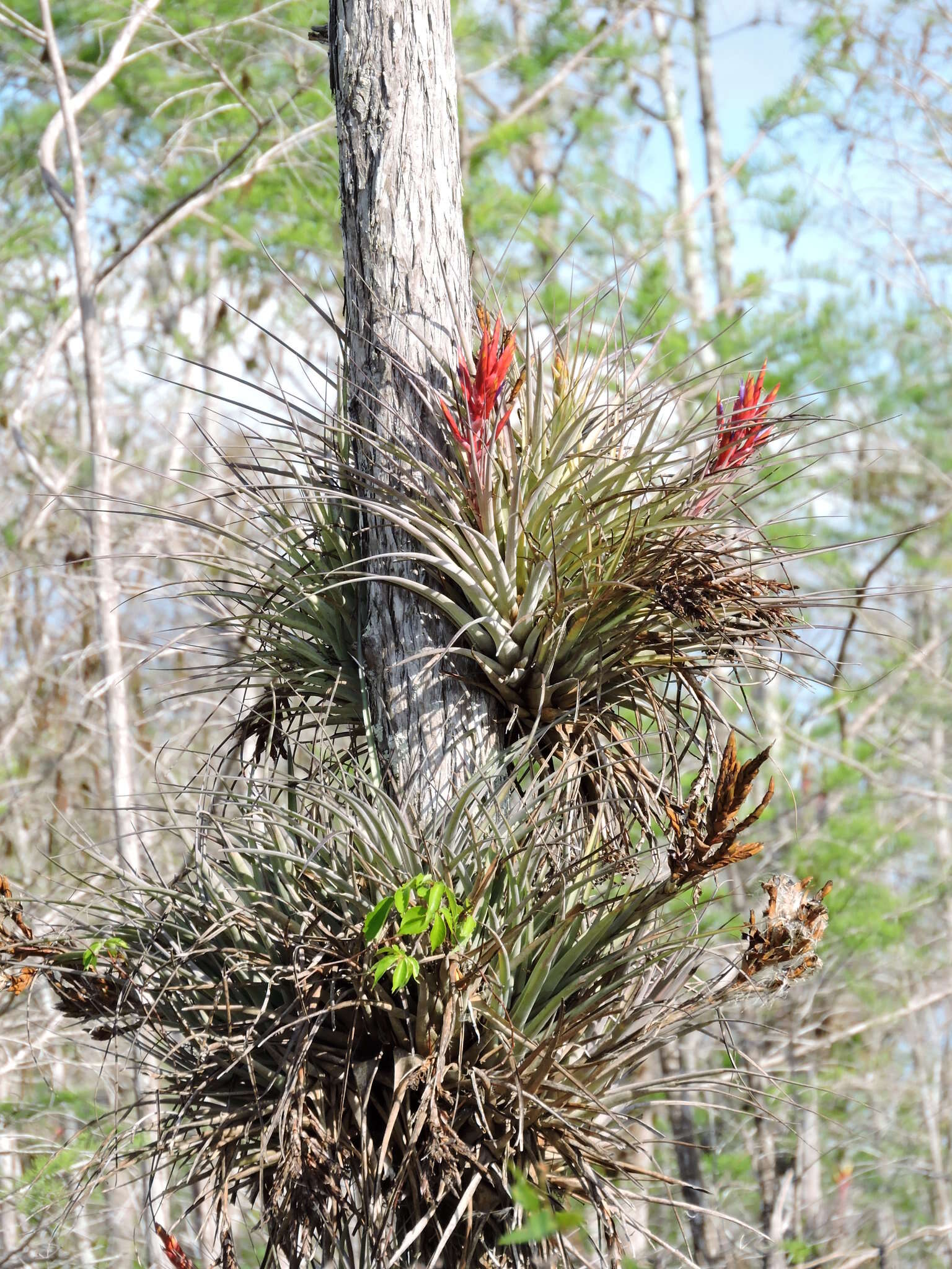 Image de Tillandsia fasciculata var. densispica Mez