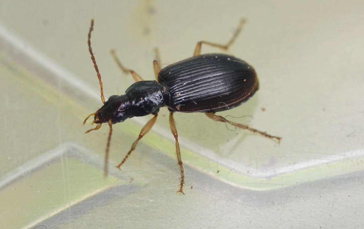 Image of Ground beetle