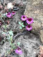 Image of sticky monkeyflower