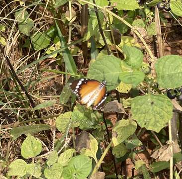 Image of Danaus (Anosia) chrysippus subsp. alcippus Cramer 1777