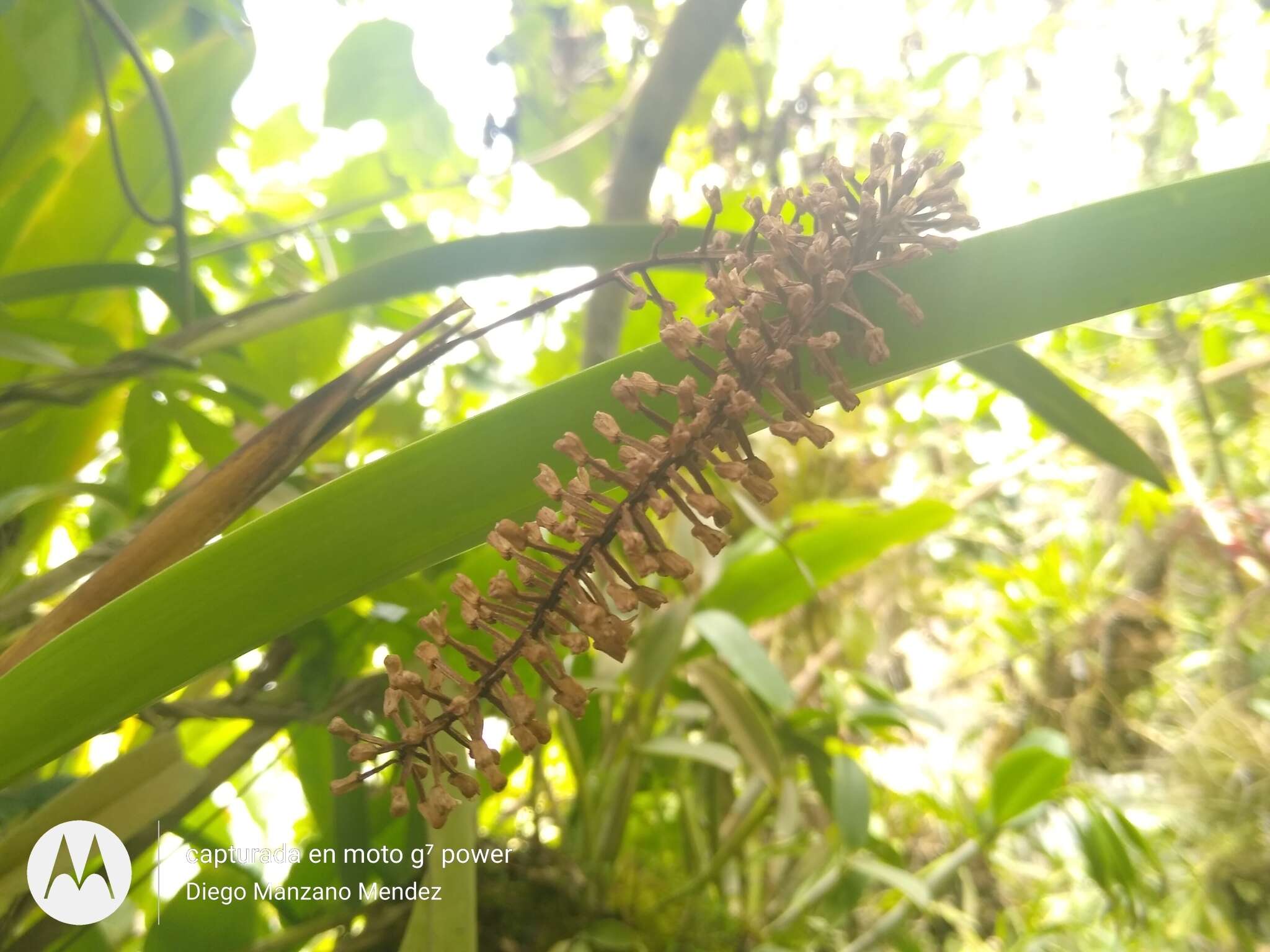 Imagem de Arpophyllum giganteum Hartw. ex Lindl.