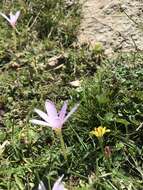 Image of Colchicum nanum K. Perss.