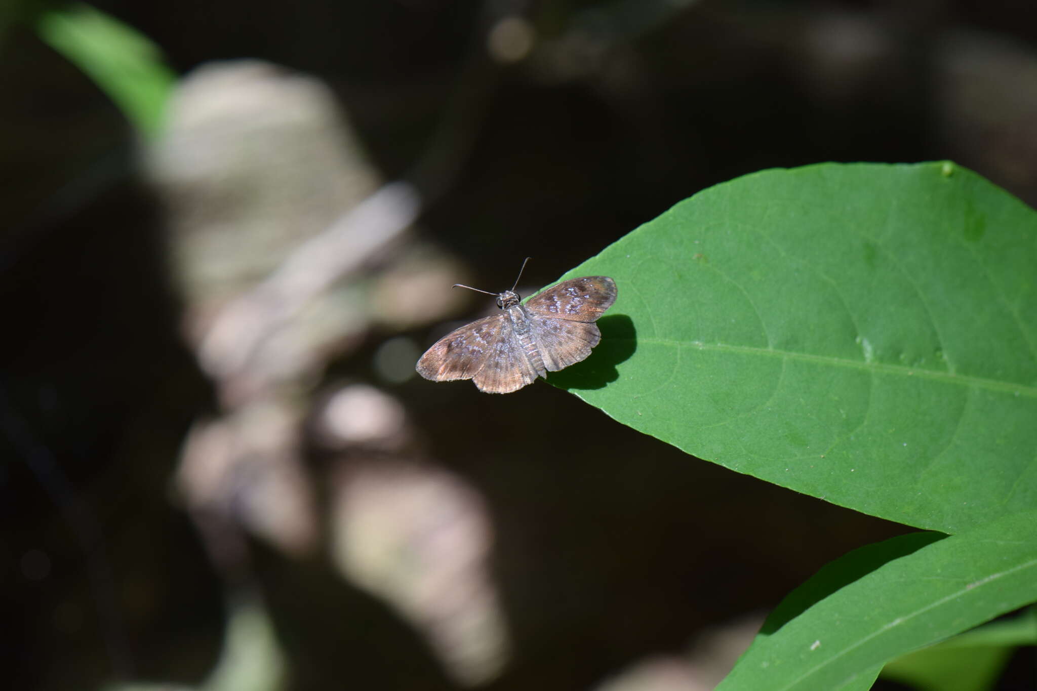 Image of <i>Sostrata nordica</i> Evans 1953