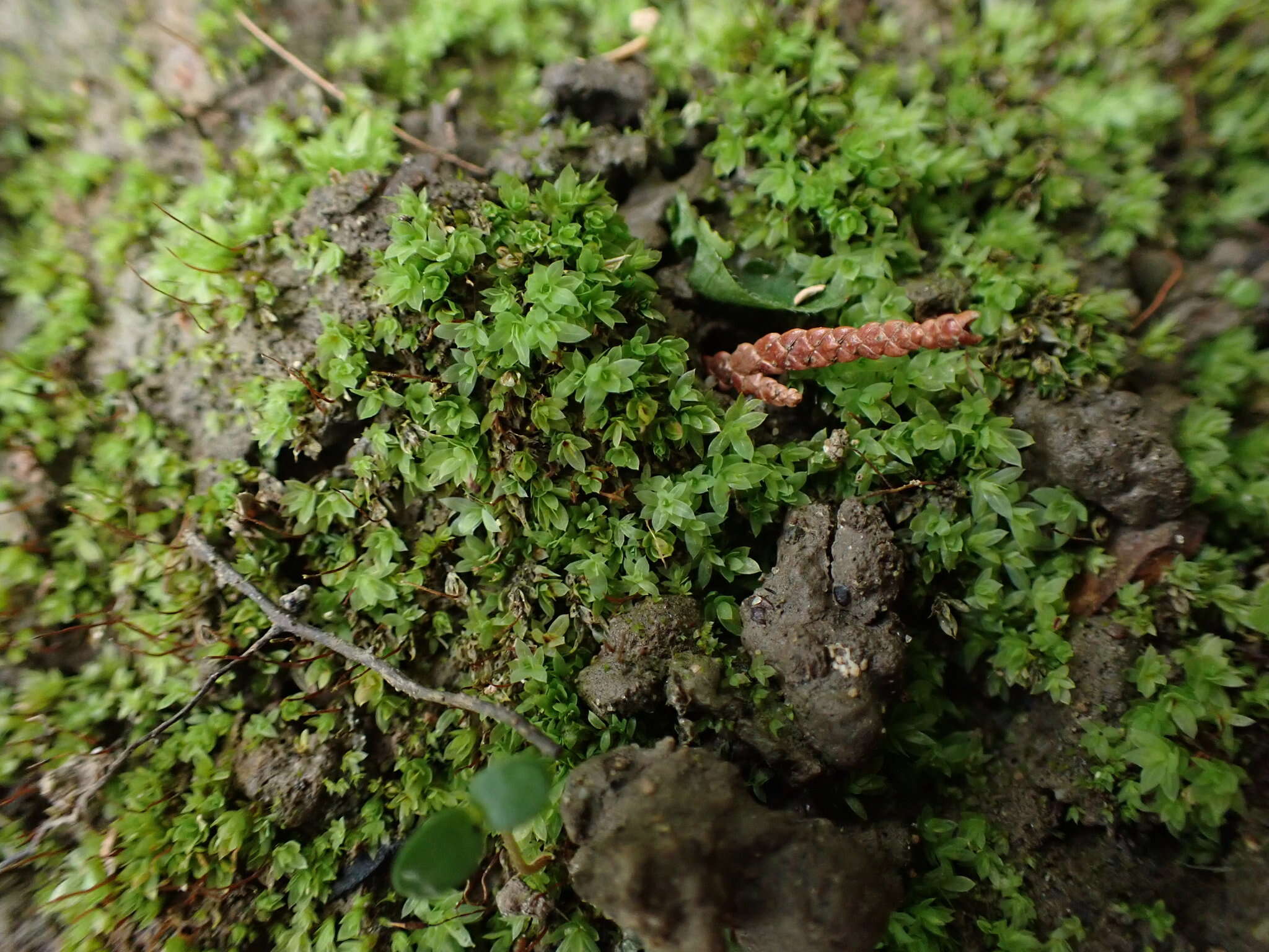 Image of Tozer's epipterygium moss