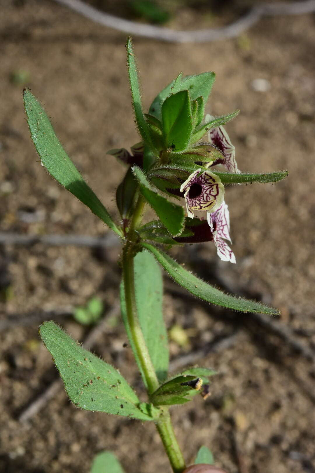 Image of calico monkeyflower