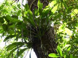 Image of Common rattlesnake orchid