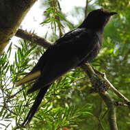 Image of Black Cuckoo