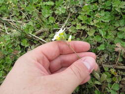 Image of Stone River bladderpod