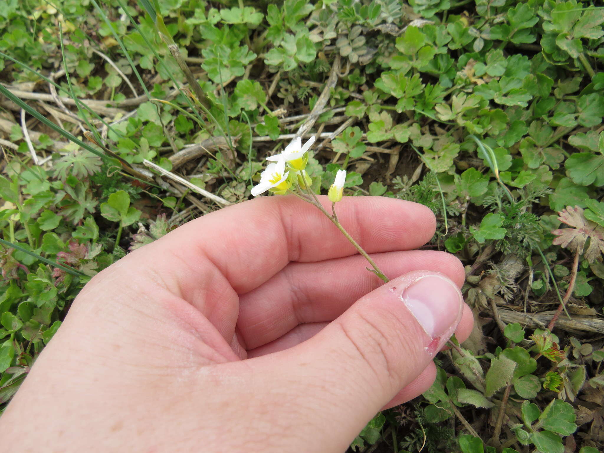 Image of Stone River bladderpod