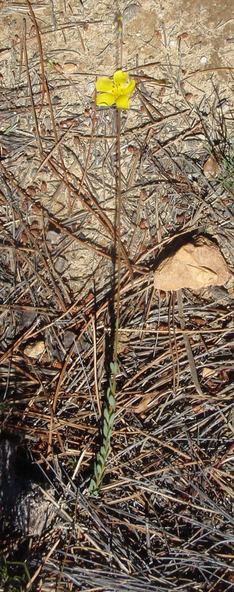 Plancia ëd Linum africanum L.