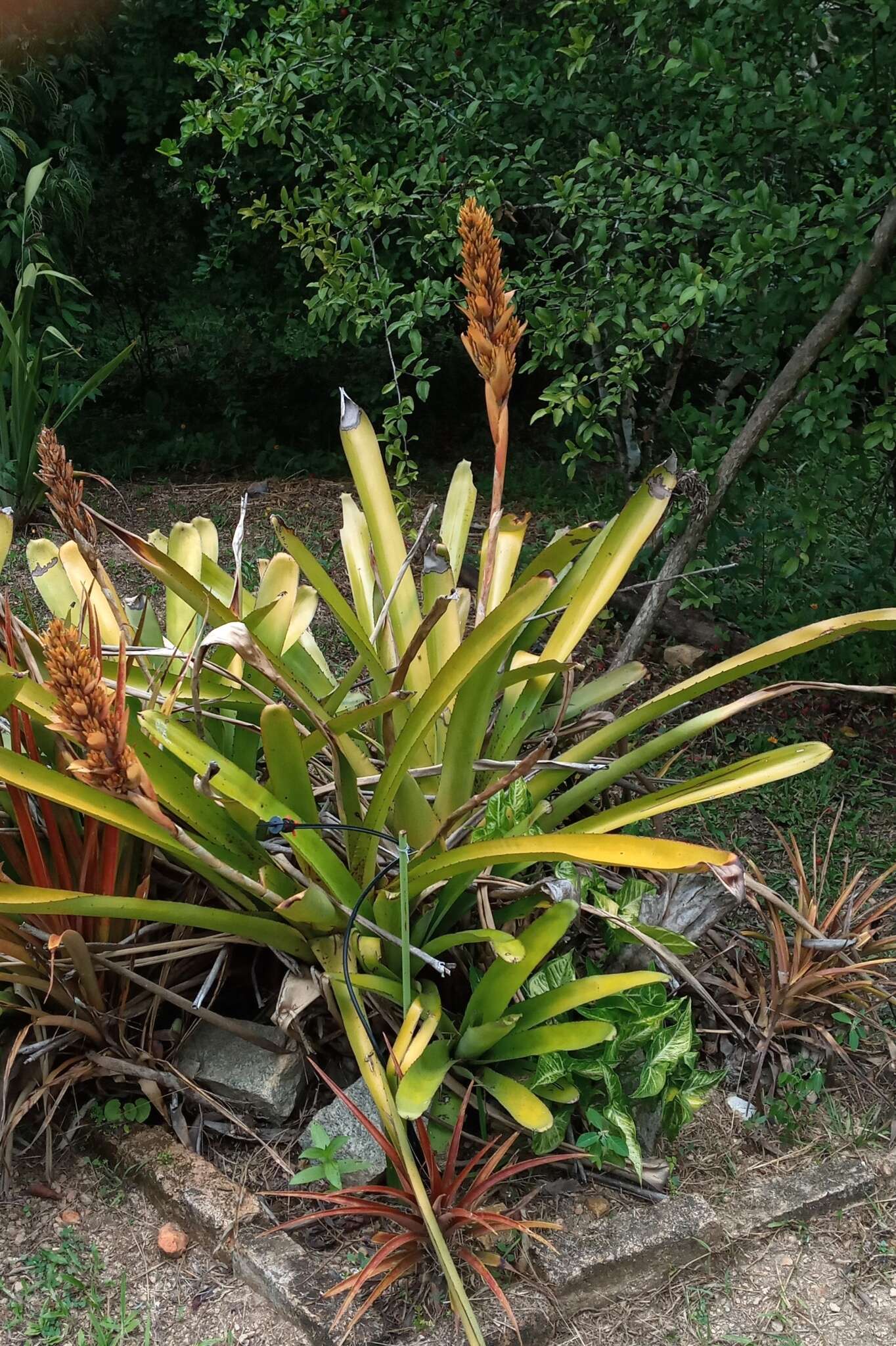 Image of Aechmea catendensis J. A. Siqueira & Leme