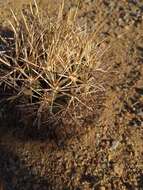 Image of Pima pineapple cactus