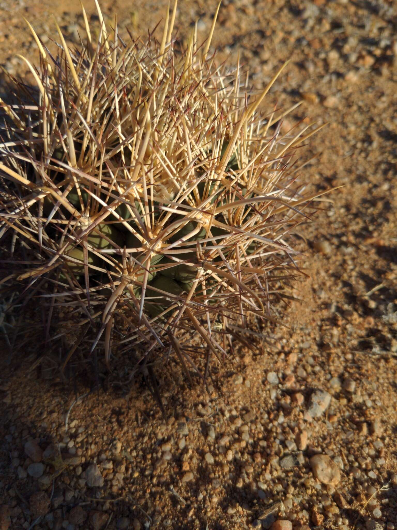 Image of Pima pineapple cactus