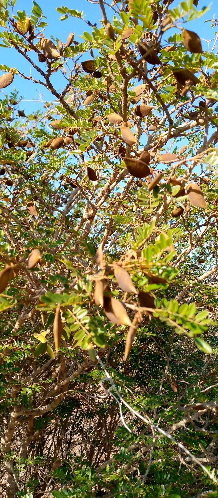 Image of Pongamiopsis pervilleana (Baill.) R. Vig.