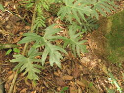 Image of Philodendron radiatum Schott