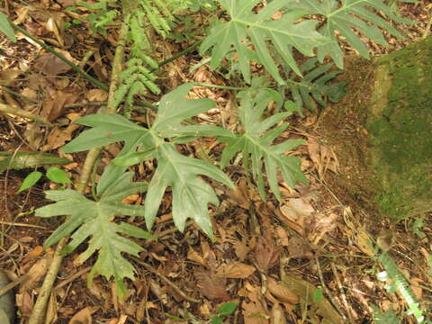 Image of Philodendron radiatum Schott