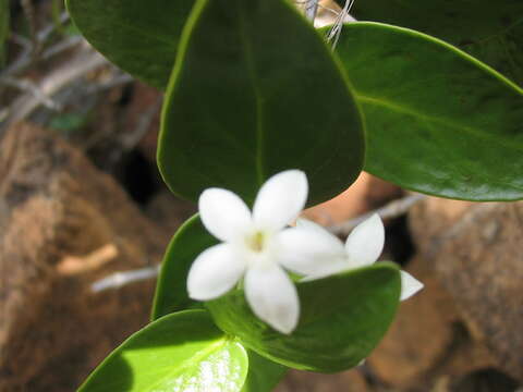 Image of Cyclophyllum letocartiorum Mouly