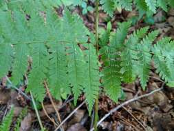 Image of mountain woodfern