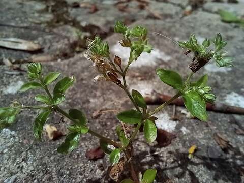 Imagem de Polycarpon tetraphyllum subsp. tetraphyllum