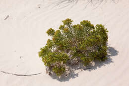 Image of sand fiddleleaf