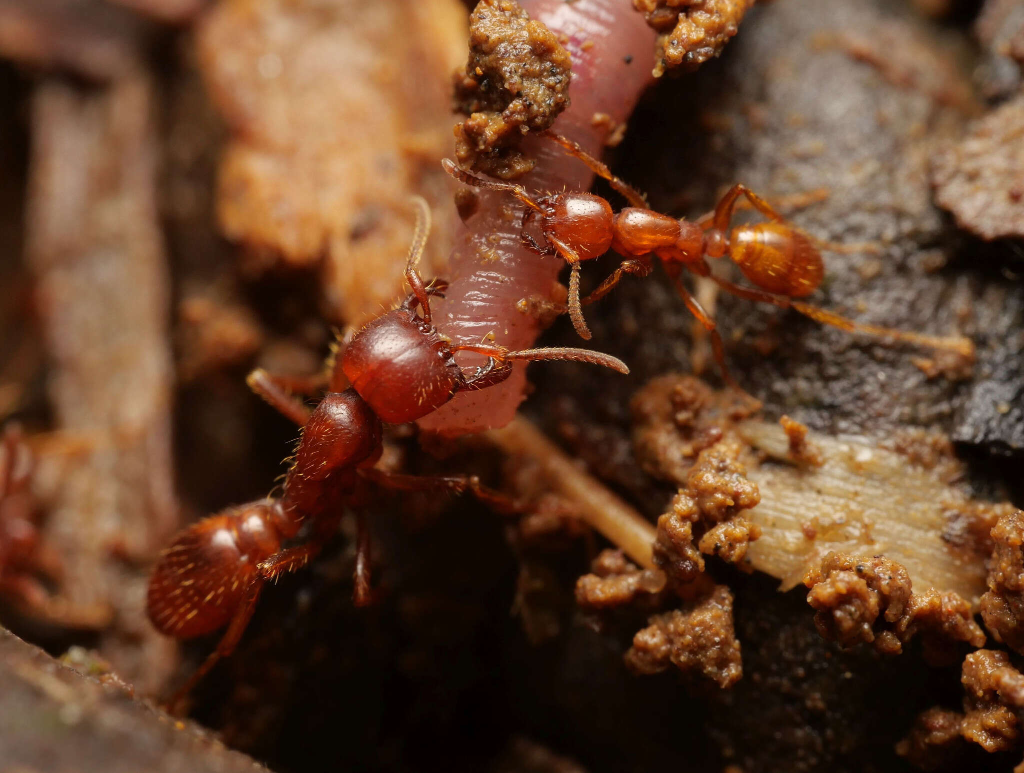 Image of Cheliomyrmex andicola Emery 1894