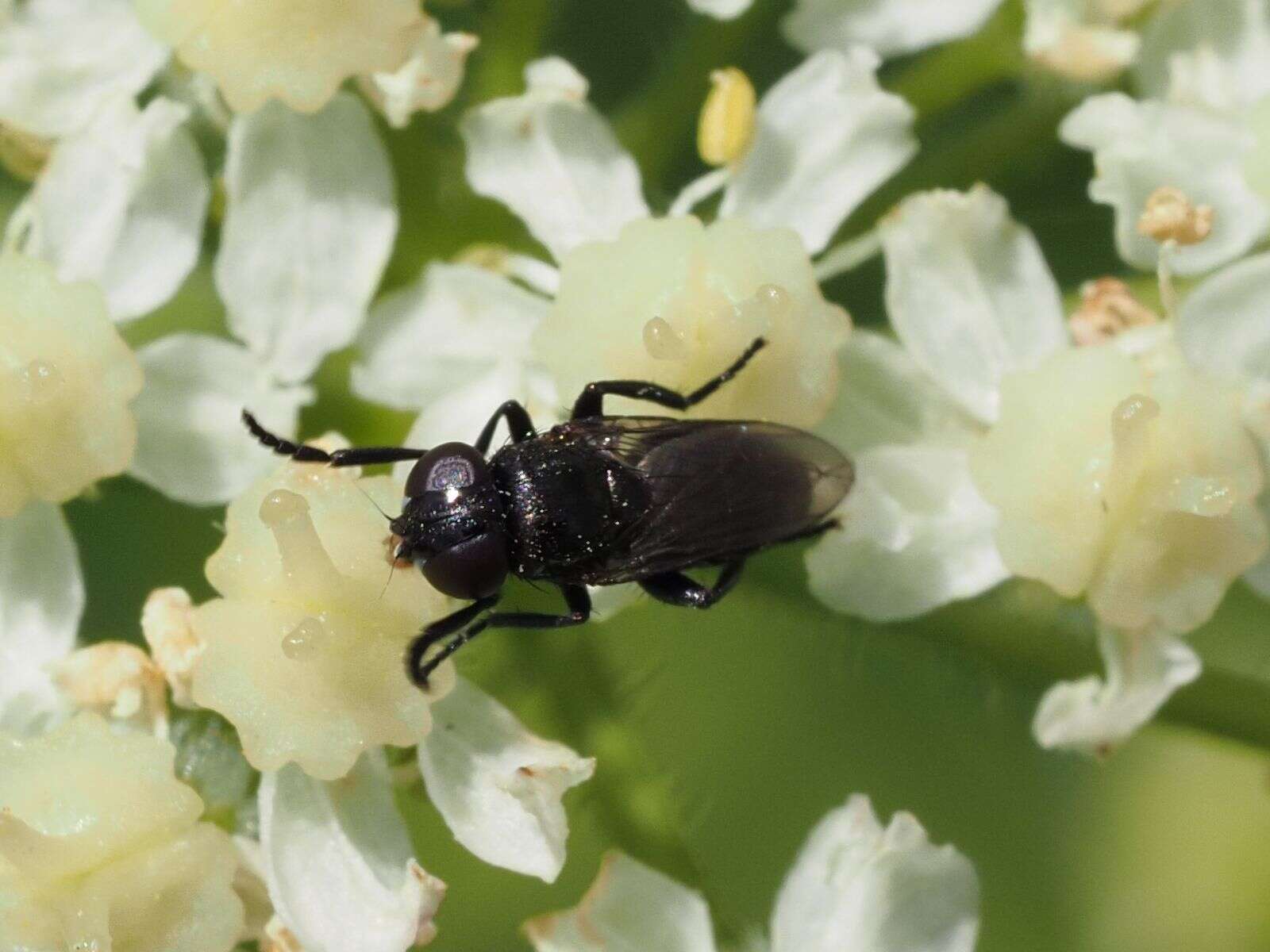 Image of Litophasia hyalipennis (Fallen 1815)