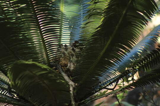 Image of Cycad