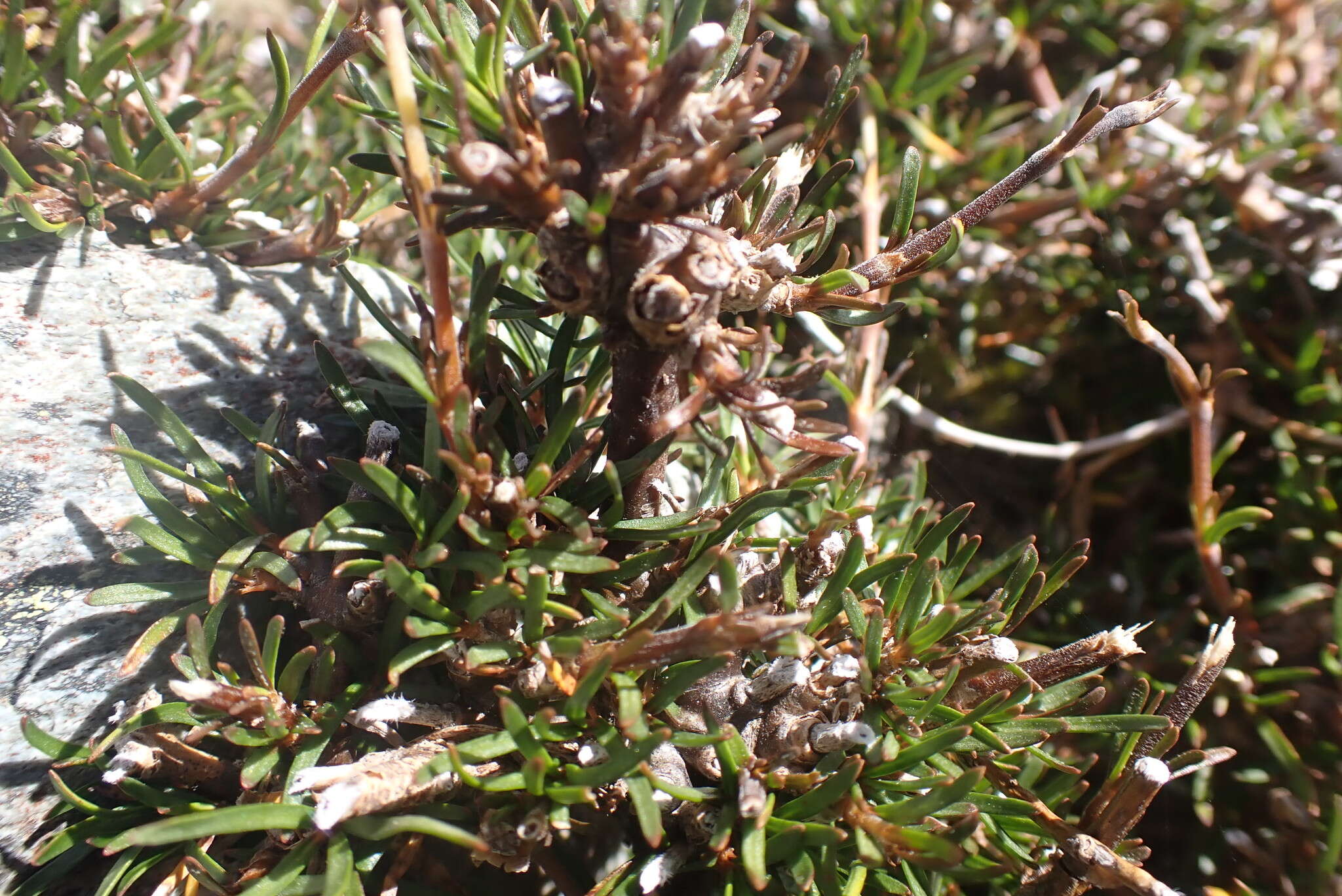 صورة Coprosma acerosa A. Cunn.