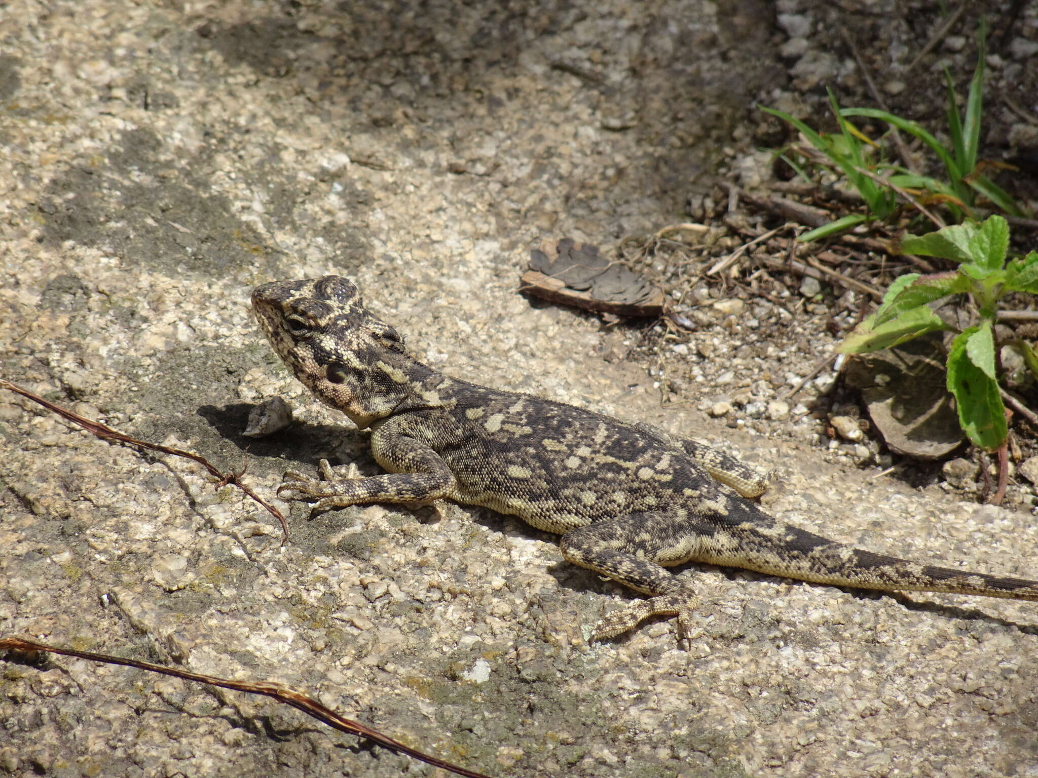 Image of Rock Dragon