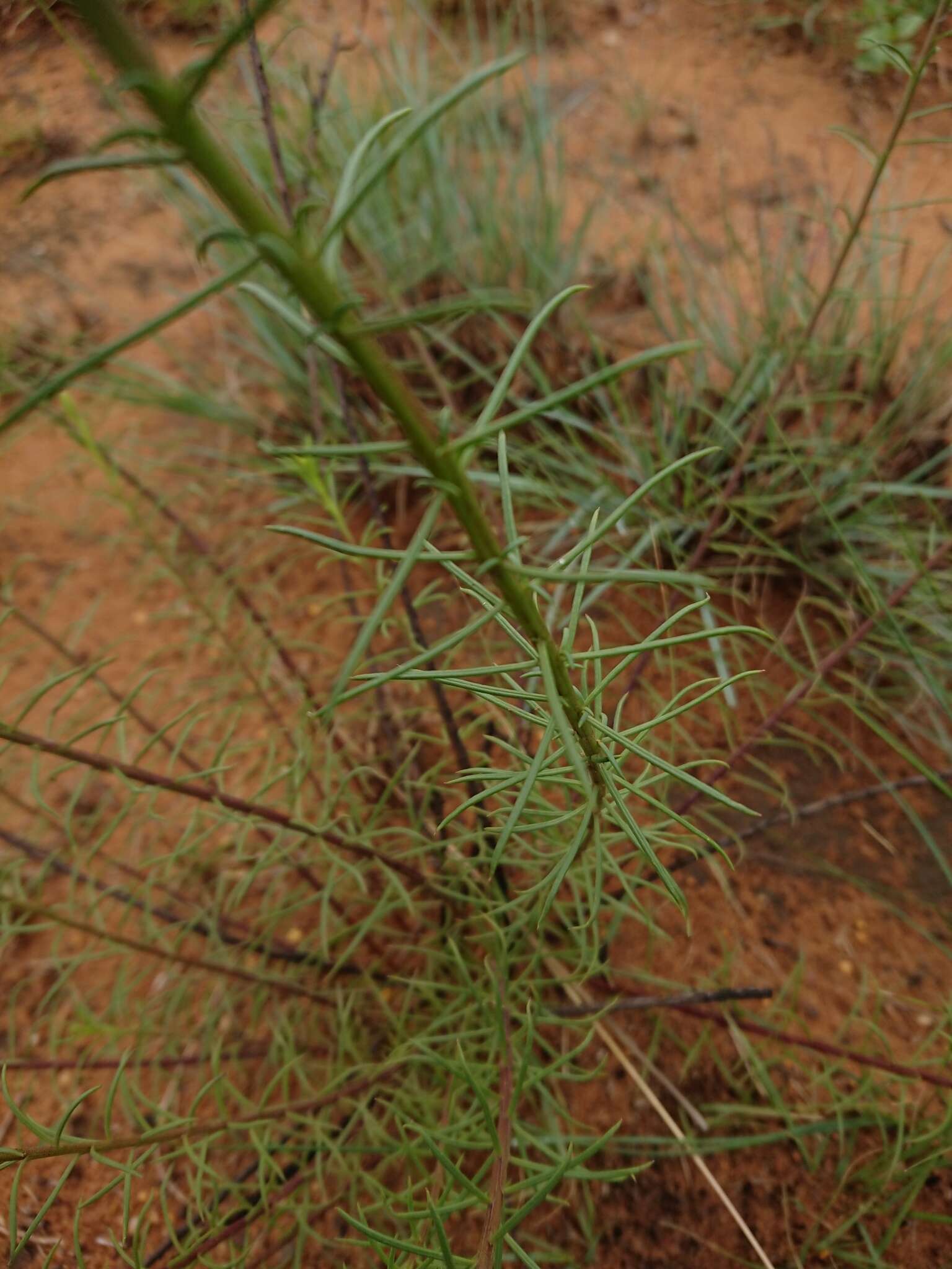 Слика од Hebenstretia angolensis Rolfe