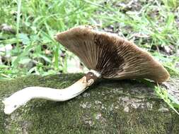 Image of Cyclocybe cylindracea (DC.) Vizzini & Angelini 2014