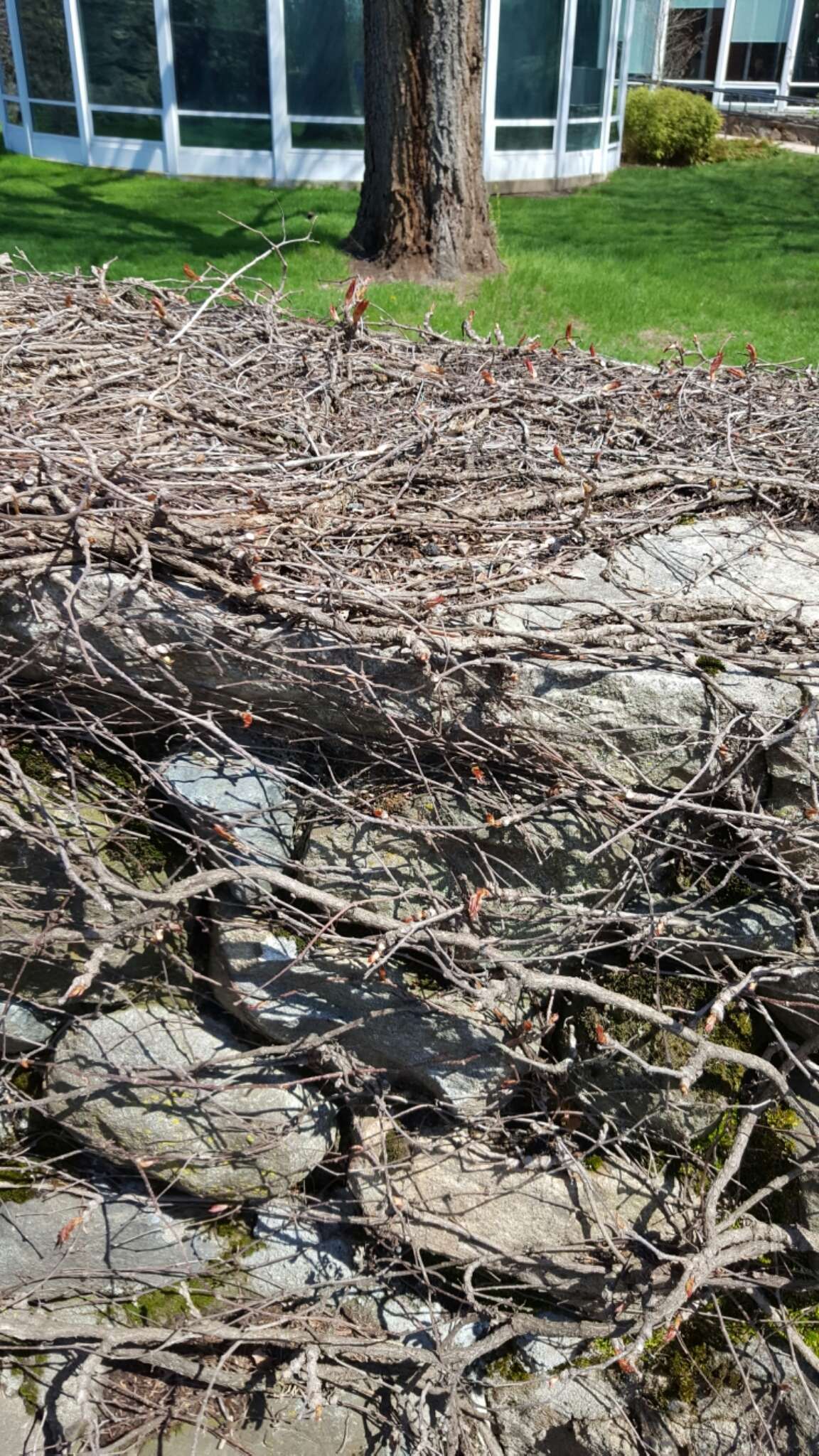 Parthenocissus tricuspidata (Siebold & Zucc.) Planchon resmi