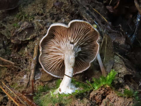 Image of Entoloma undatum (Gillet) M. M. Moser 1978