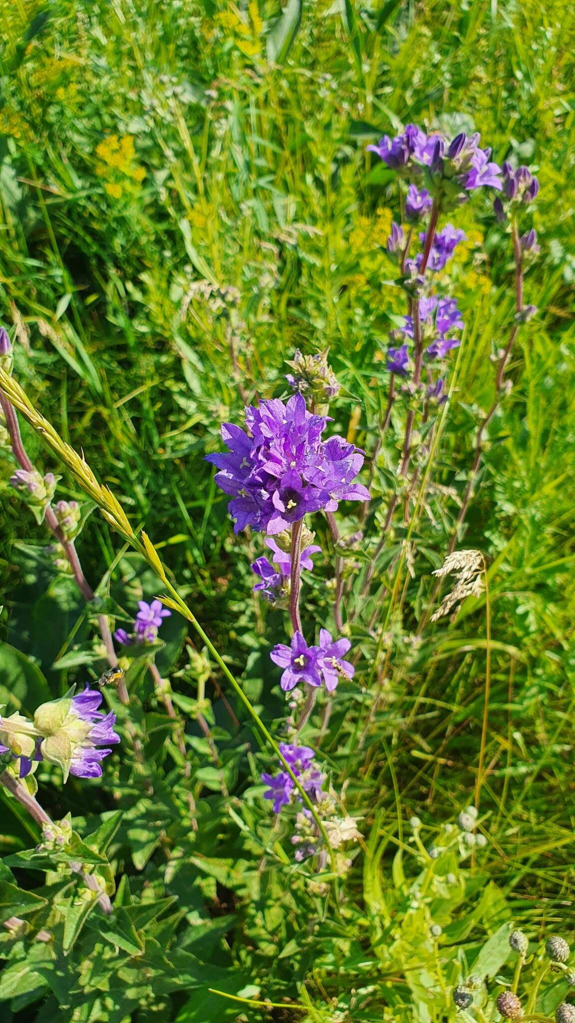 Imagem de Campanula glomerata subsp. farinosa (Rochel ex Besser) Kirschl.