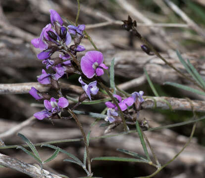 Image of <i>Glycine rubiginosa</i>