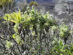 Image of Helichrysum heliotropifolium (Lam.) DC.