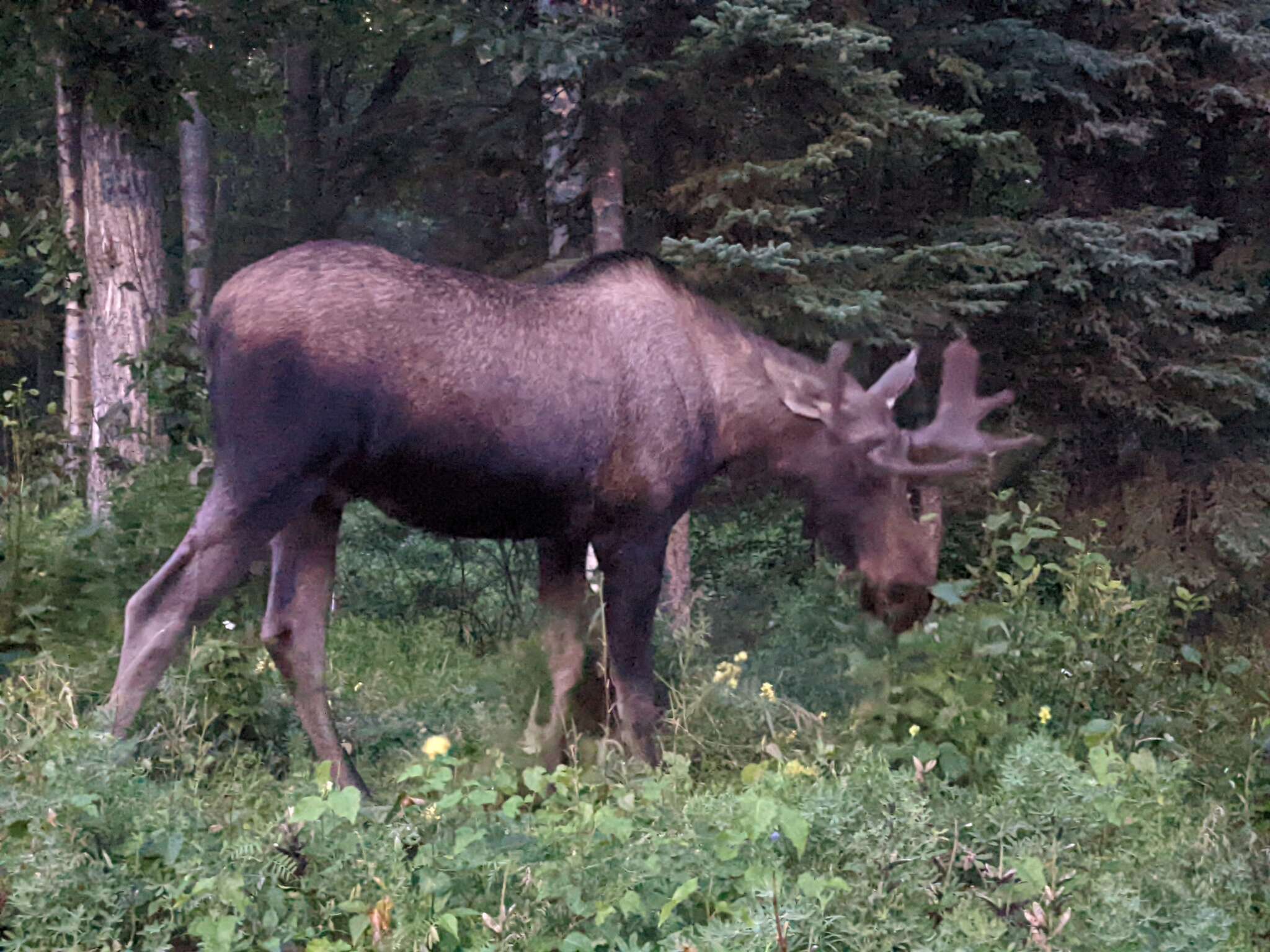 Image of Alces alces gigas Miller 1899