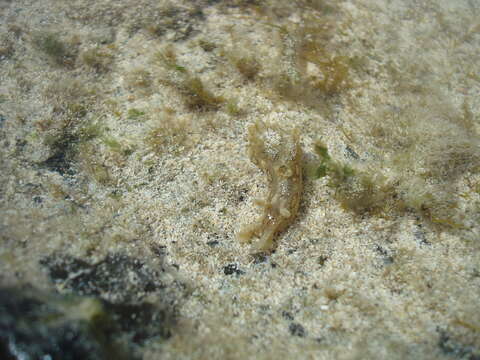 Image of Black-tailed sea hare