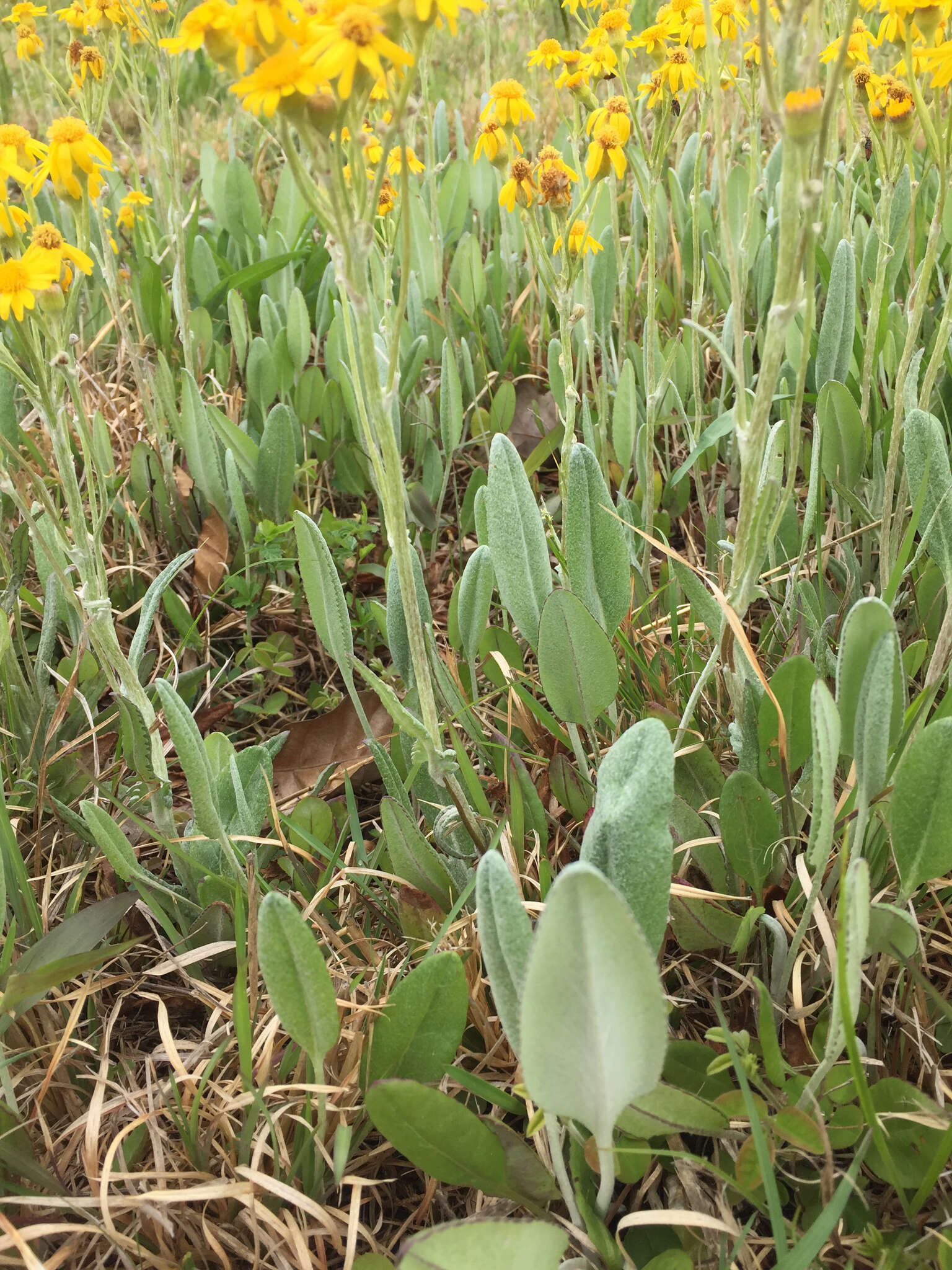 Image of woolly ragwort