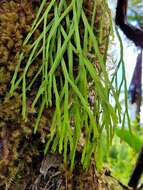 Image of flatfork fern