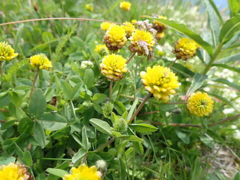 Image of brown clover