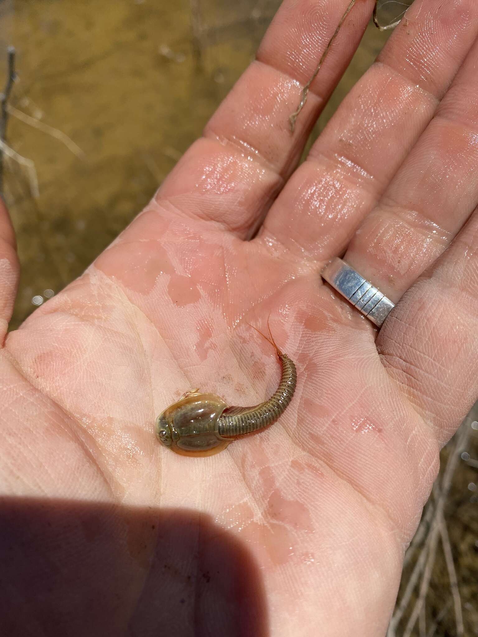 Sivun Triops longicaudatus (Le Conte 1846) kuva