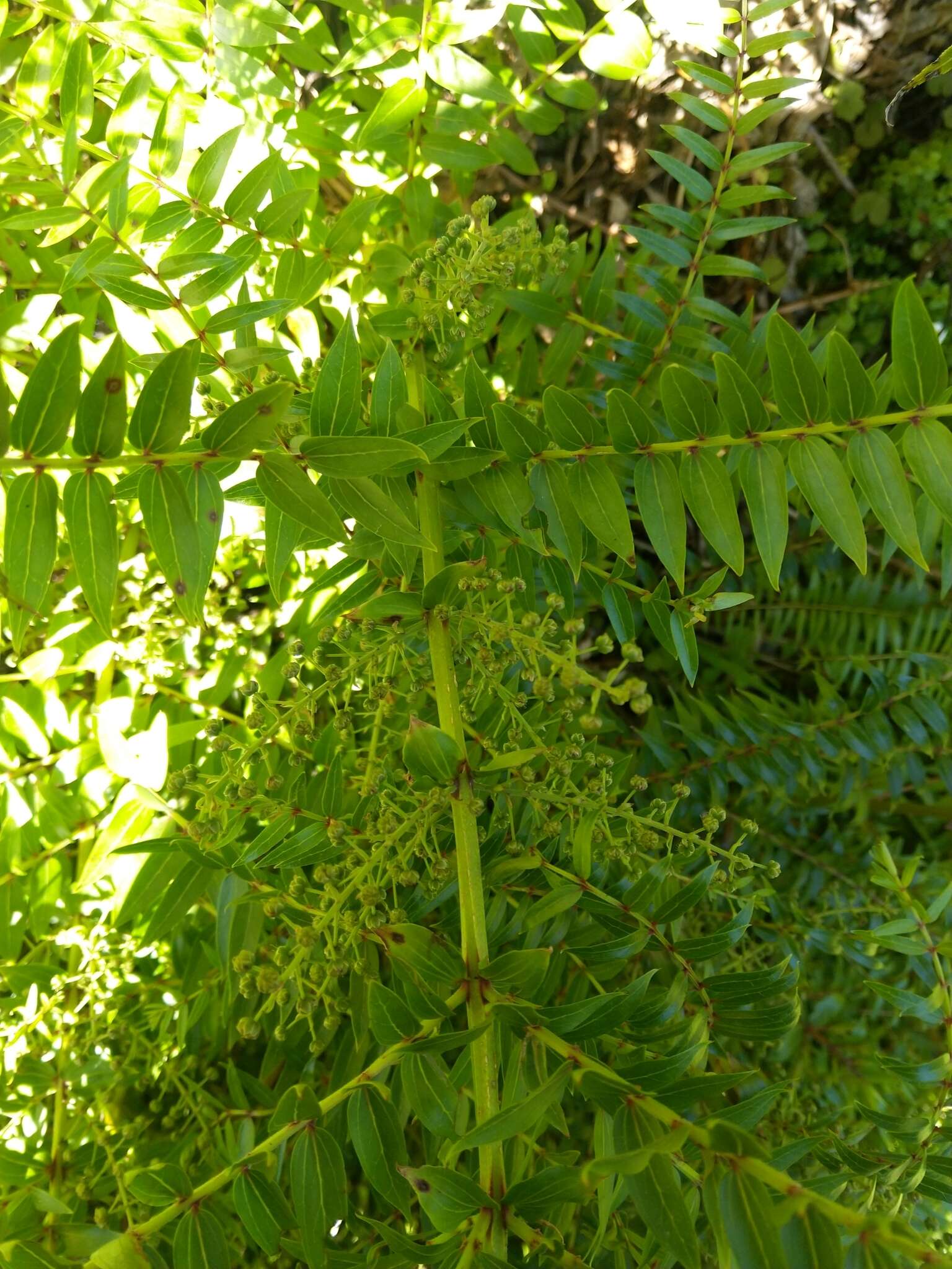 Coriaria pteridoides W. R. B. Oliv. resmi