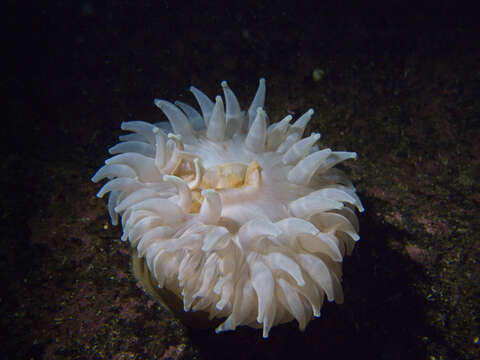 Image of horseman anemone