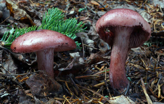 Image of Hygrophorus erubescens (Fr.) Fr. 1838