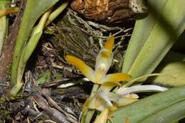 Image of Maxillaria ringens Rchb. fil.