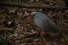 Image de Rhynochetidae