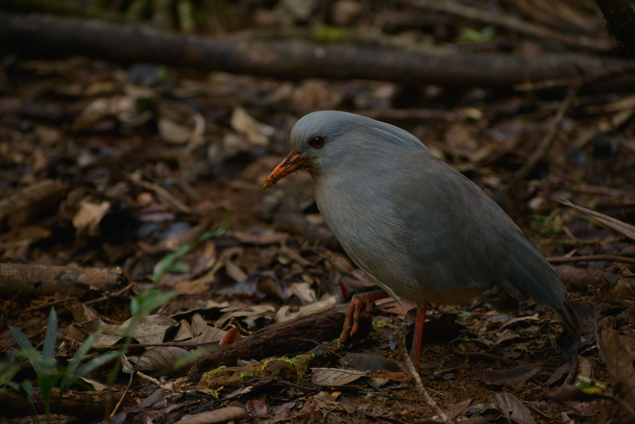 Image of kagus