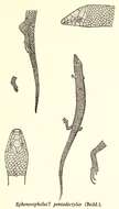 Plancia ëd Chalcides pentadactylus (Beddome 1870)